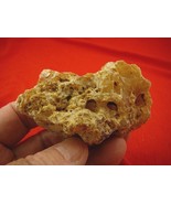 (k-3045) 55 g Rare Kauri tree Gum copal young Amber New Zealand Tane Mahuta - $854.95 MXN