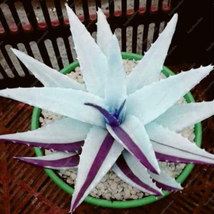 200 Pcs Rainbow Aloe Mixed Excellent Succulent Plants Aloe Vera Plants S... - $123.85 MXN