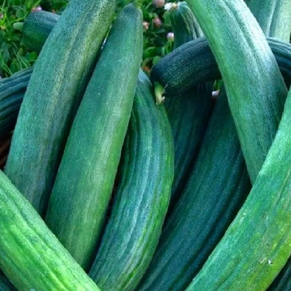 Metki Armenian Dark Green Cucumber Seeds 30 Seeds Fresh Garden Beautiful - $6.18