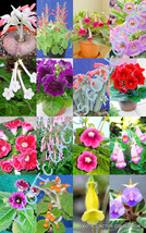 COLOR SINNINGIA MIX rare african violets fragrant garden flower seed 300... - $19.79