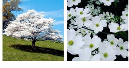 Live Potted Plant - White Flowering Dogwood Tree - Quart Pot - Cornus florida - $76.99