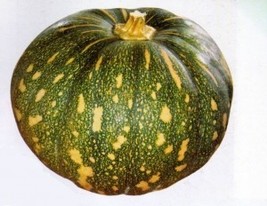 Pumpkin Seeds Fast Growing Vegetable Seeds - £3.98 GBP