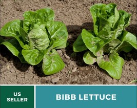 500 Pcs Bibb Lettuce Summer Heirloom Seeds Open Pollinated Lactuca sativa Seed - $19.70