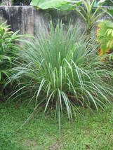 Lemon Grass Seeds West Indian 50 seeds - £3.71 GBP