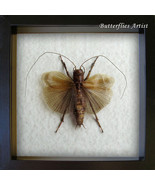 Monster Predatory Cricket Sia Ferox RARE Framed Entomology Collectible S... - $179.00