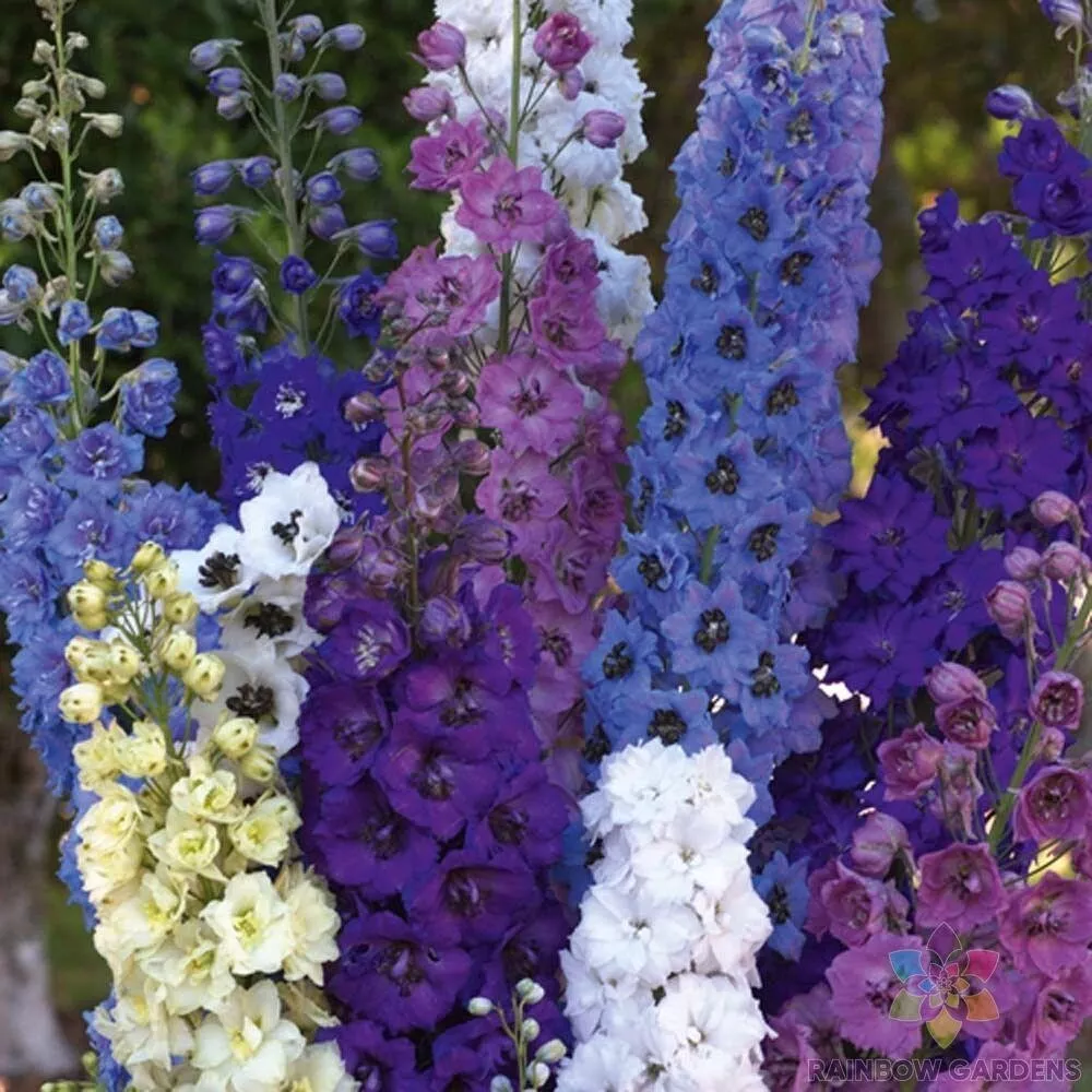 BStore 200 Pacific Giants Mix Delphinium For Garden Seeds Starter Kits - £8.69 GBP