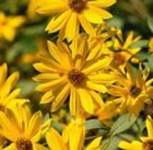 100 Sunflower Seeds - Perennial Abundant Blooms Maximilian  Heirloom - £7.82 GBP