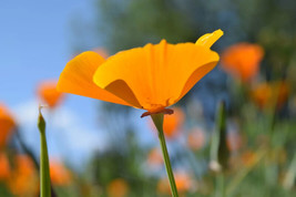 LimaJa Field Poppy Wildflower Poppies Non-GMO 1500 PURE Seed - £8.66 GBP