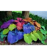 Rainbow Hosta Seeds - $6.42 CAD