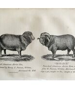 Monarch American Merino Ram 1863 Victorian Agriculture Animals Art DWZ4A - €42,92 EUR