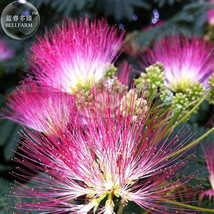 100 Seed Albizia Julibrissin Mimosa Bonsai Persian Pink Dl246C Garden Fresh USA  - $6.80