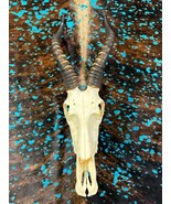 Real Blesbok Skull - Receive free springbok v-shape skull with purchase - $137.61