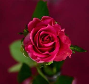 Red roses seeds -20seeds - code 006 Item image 4