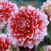 20 Seeds For White Red Top Runner Dahlia   - £13.12 GBP