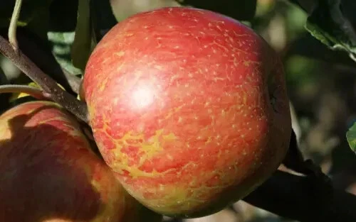 Fragrant 25 Keepsake Apple Seeds for Garden Planting - €6,91 EUR