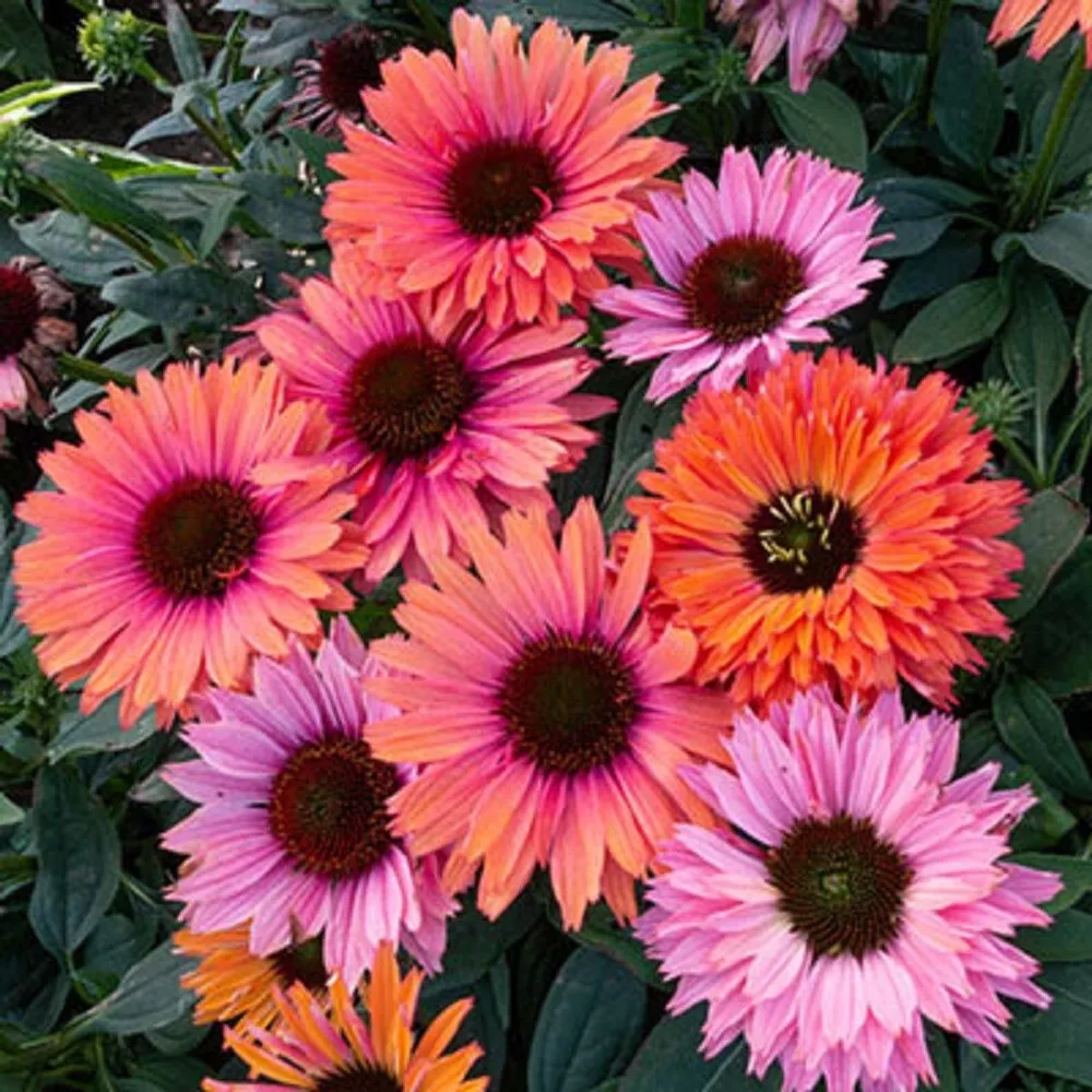 KS Sunseeker Rainbow Coneflower Non Gmo Organic Planting 50 Seeds  - £8.40 GBP