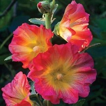 Grow In US 25 Pink Orange Hollyhock Seeds Perennial Flowers Flower Bloom Seed - £8.79 GBP