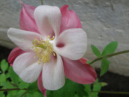 SGHOST 25 Aquilegia Caerulea Mrs Scott Elliott Columbine Flower Seeds Perennial  - $10.61