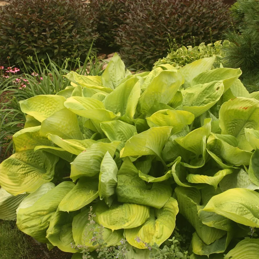 Hosta Sum And Substance Rooted 5.25 Inch Pot Huge Variety Shade - $34.19