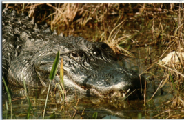 Alligator Everglades National Park Florida Postcard - £4.08 GBP