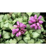 100 Seeds Spotted Deadnettle Lamium Maculatum Purple Lavender Garden - $6.33