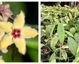 20 Seeds Hoya buotii sunrise Garden - $34.93