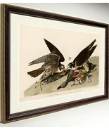 Audubon Bird Print Framed Falcon Hawk - $105.31 CAD