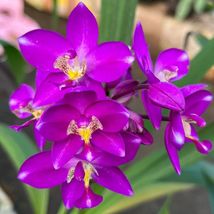Ground Orchid Rare Spathoglottis Plicata Purple Queen Tropical Live Plan... - $353.82 MXN+