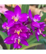 Ground Orchid Rare Spathoglottis Plicata Purple Queen Tropical Live Plan... - $353.82 MXN+
