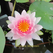 1 Professional Pack, 1 seeds / pack, Shy Girl Pink Water Lily Nymphaea F... - £6.90 GBP