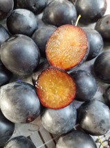 rare black plum 5 seeds - £6.30 GBP