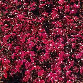 Lobelia Riviera Rose 5,000 seeds - $32.18