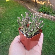 Kalanchoe tubiflora | Rare Kalanchoe | Mother of Millions | 2in pot - $203.69 MXN