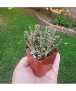 Kalanchoe tubiflora | Rare Kalanchoe | Mother of Millions | 2in pot - $15.09 CAD
