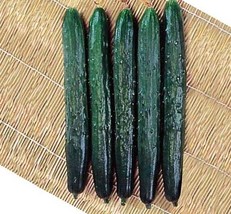 600 seeds Greenhouse Cucumber Dark Green Long Vegetables - $8.98