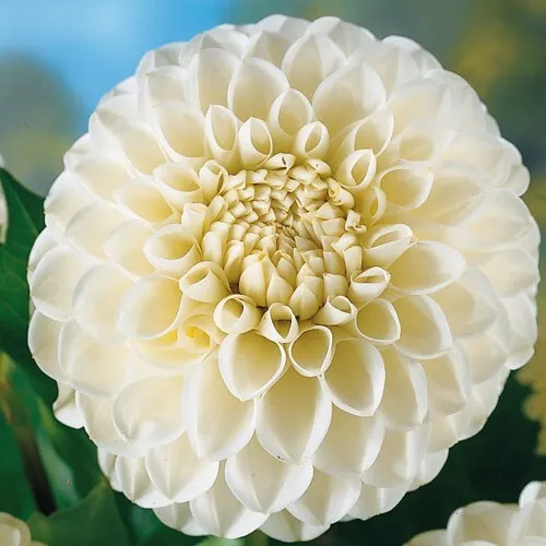 1 - BOOM BOOM WHITE Giant Ball Dahlia Bulb Tuber Clump MIDSUMMER BLOOMER  - $44.91 CAD