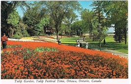 Ontario Postcard Ottawa Canadian Tulip Festival Tulip Garden - £1.11 GBP