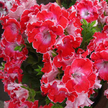 10 Seeds Geranium Red Corrugated Double Petals With White Centre Flowers Seeds G - £6.25 GBP