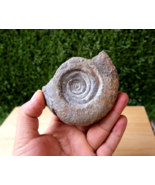 3 inch Rare Goniatite Devonian fossils  Moroccan Fossils N97 - $463.73 MXN