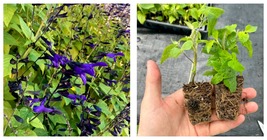 Starter Plant Plug | Salvia guaranitica 'Black and Blue' | Anise-scented sage - $32.95
