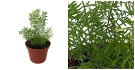 Asparagus Densiflorus Meyerii Foxtail Fern 2.5&quot;Pot Live Plant Indoor - C2 - £32.61 GBP