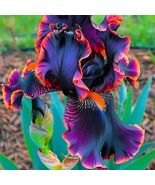 Black &amp; Flame Iris Flower Seeds – 35 Seeds – Unique Multicolor Blooms fo... - $13.95