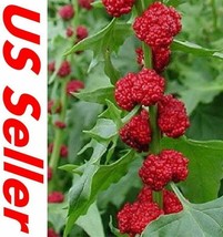 300 Seeds Organic Strawberry Spinach R API D Bloom With Quick Plant Heirloom Seeds - $12.99