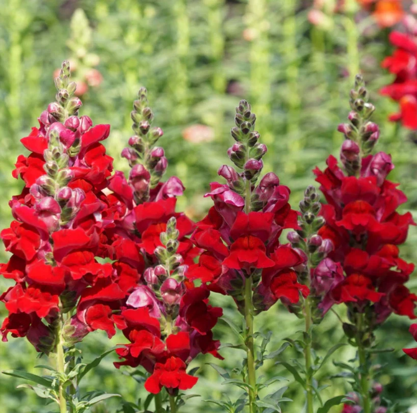 2000 Seeds Snapdragon Defiance Red Cut Flowers Attracts Hummingbirds Non... - $5.99