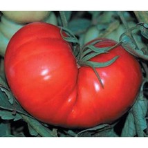 Ponderosa Red Tomato Seeds Gardening Easy Grow Usa Shipping - $5.60