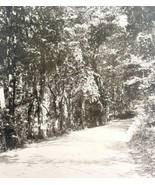 Poland Spring Trees Landscape Maine 1924 Gravure Print Antique New Engla... - $655.73 MXN