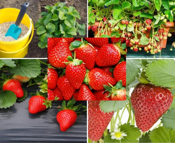 200+ Red Climbing Strawberry Seeds For Planting Everbearing Garde Garden - $19.88