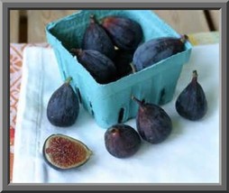 Fresh Seeds Black Mission Fig Seeds Self Fertile - $21.96