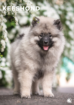 Keeshond Calendar 2026 - $19.99