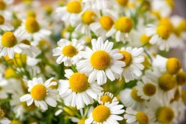 HSE 1,000+ Chamomile Herb, German Heirloom Seeds - Matricaria chamomilla Perenni - £9.28 GBP